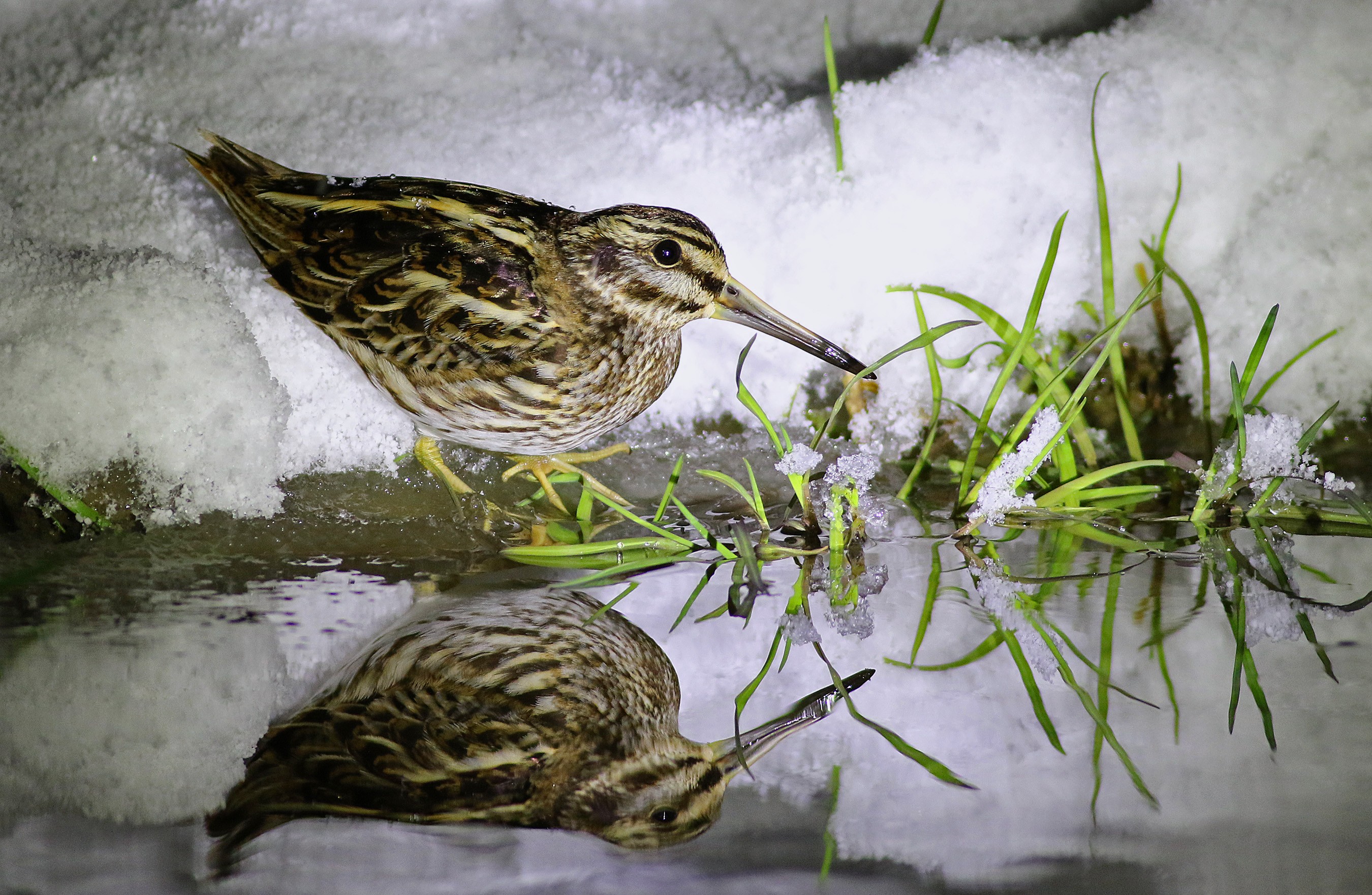 Jack Snipe